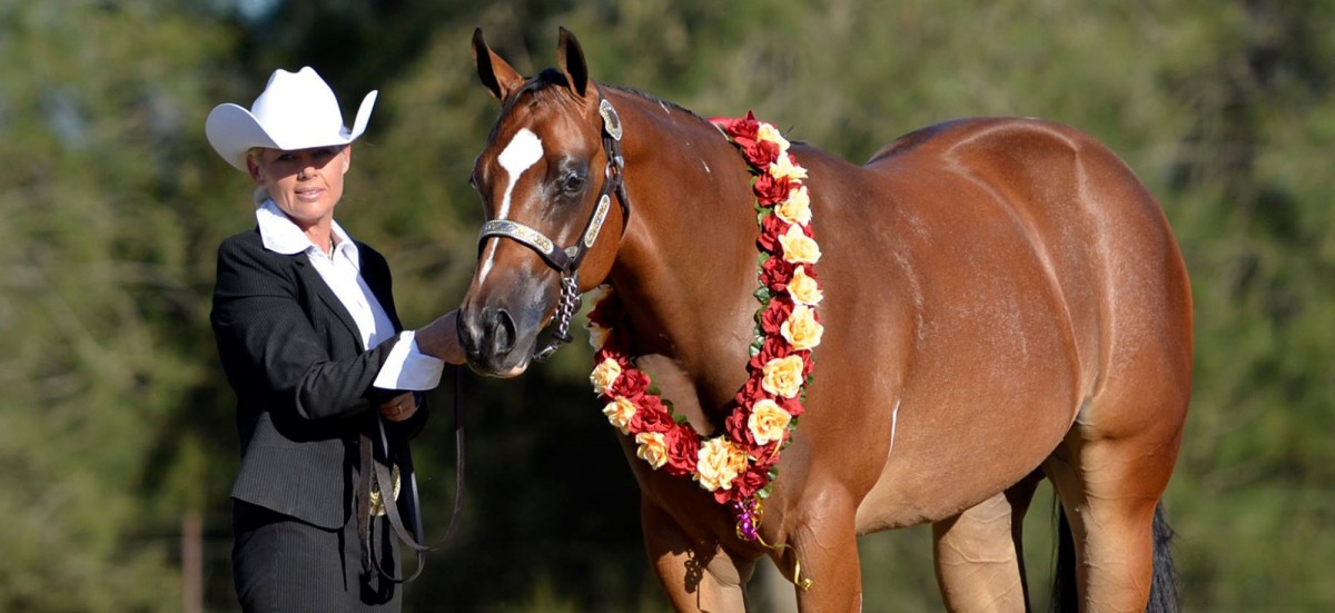 Sonza Paint Horses Paint Horse Breeders